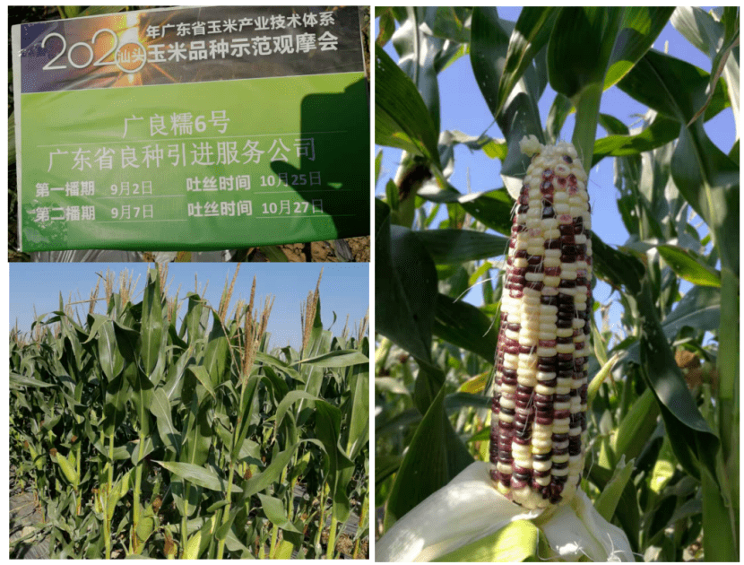 楷農種子有限公司
