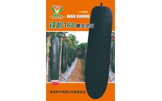 楷農鐵心168黑皮冬瓜