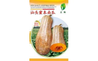 楷農汕頭蜜本南瓜