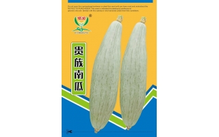 楷農貴族南瓜