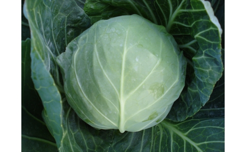 楷農藤野精品卷心菜
