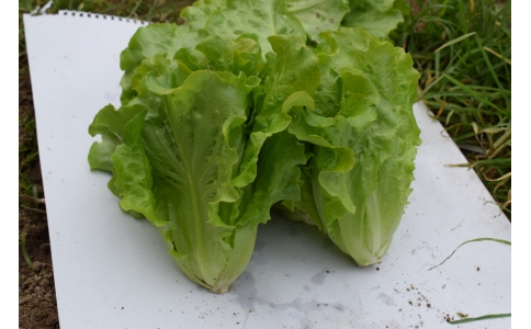 楷農意大利生菜