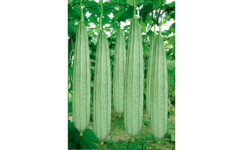 楷農大花點棱角絲瓜