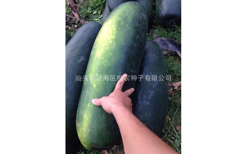 臺灣黑炮彈冬瓜