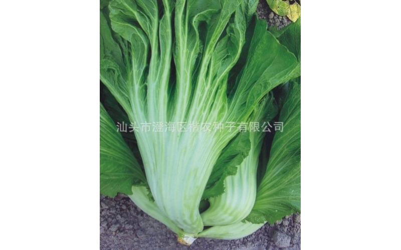 特選大平埔大肉包心大芥菜種