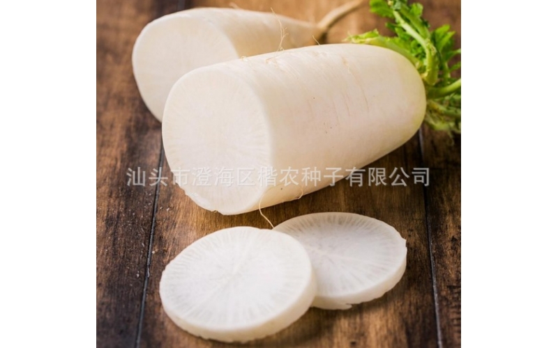 澄海白玉晚蘿卜