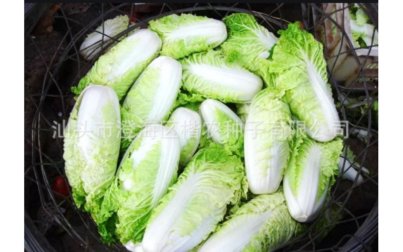 楷農8號金絲皇白菜