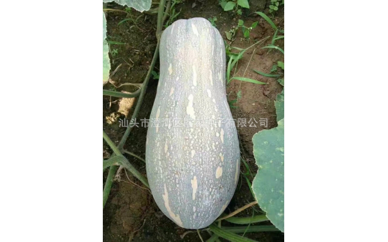 神州蜜本南瓜