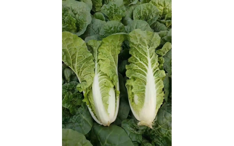 楷農寒冠金絲皇白菜
