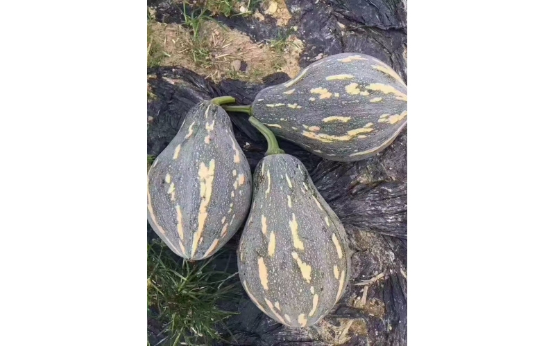 楷農香芋南瓜