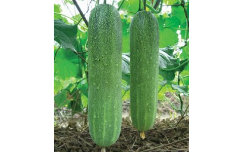 楷農5號大吊瓜
